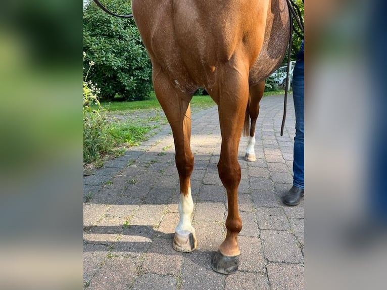 Caballo cuarto de milla Yegua 4 años 150 cm Ruano alazán in Grethem