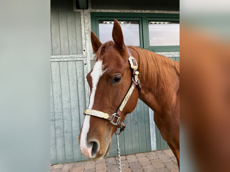 Caballo cuarto de milla Yegua 4 años 150 cm Ruano alazán in Grethem