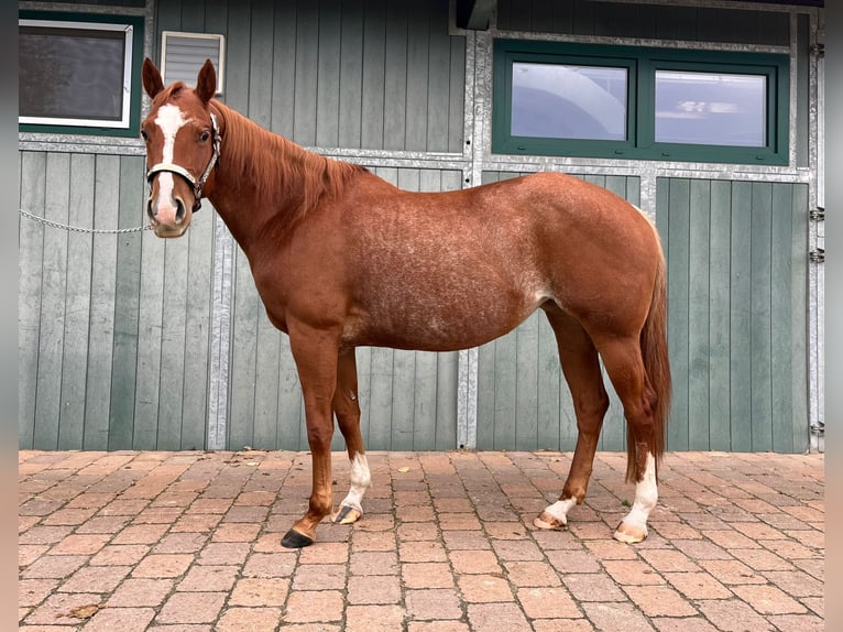 Caballo cuarto de milla Yegua 4 años 150 cm Ruano alazán in Grethem