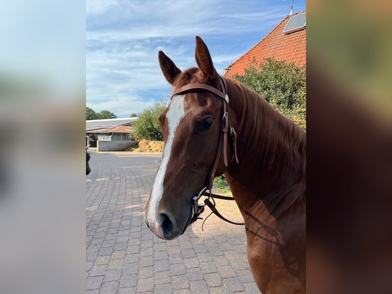 Caballo cuarto de milla Yegua 4 años 150 cm Ruano alazán in Grethem