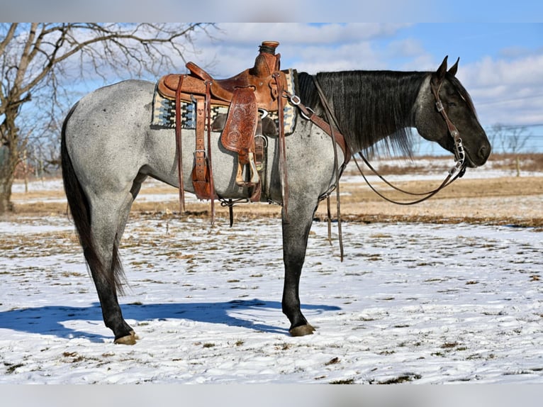 Caballo cuarto de milla Yegua 4 años 150 cm Ruano azulado in Allenwood, PA