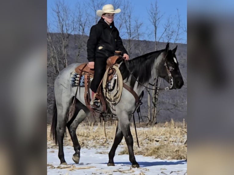 Caballo cuarto de milla Yegua 4 años 150 cm Ruano azulado in Allenwood, PA