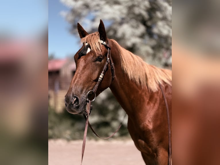 Caballo cuarto de milla Mestizo Yegua 4 años 152 cm Alazán rojizo in Fort Collins