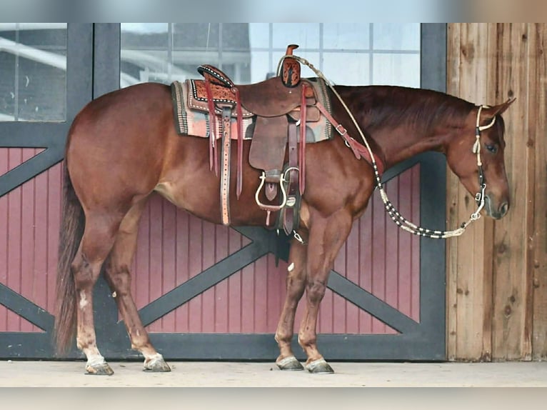 Caballo cuarto de milla Yegua 4 años 152 cm Alazán rojizo in Rebersburg