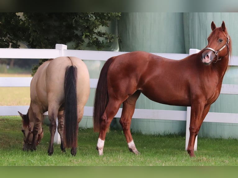 Caballo cuarto de milla Yegua 4 años 152 cm Alazán in Oberhausen