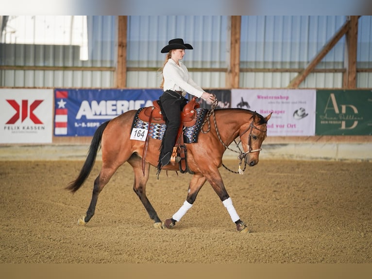 Caballo cuarto de milla Yegua 4 años 152 cm Buckskin/Bayo in WipperfürthWipperfürth