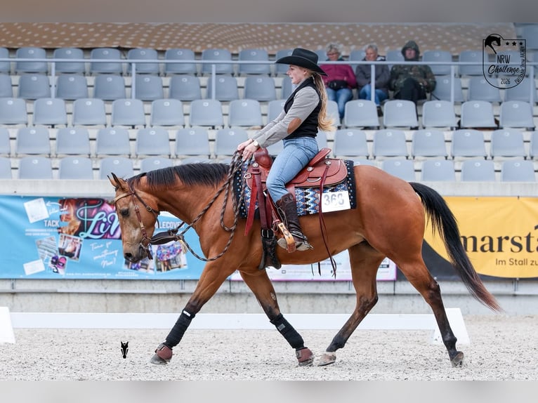 Caballo cuarto de milla Yegua 4 años 152 cm Buckskin/Bayo in WipperfürthWipperfürth