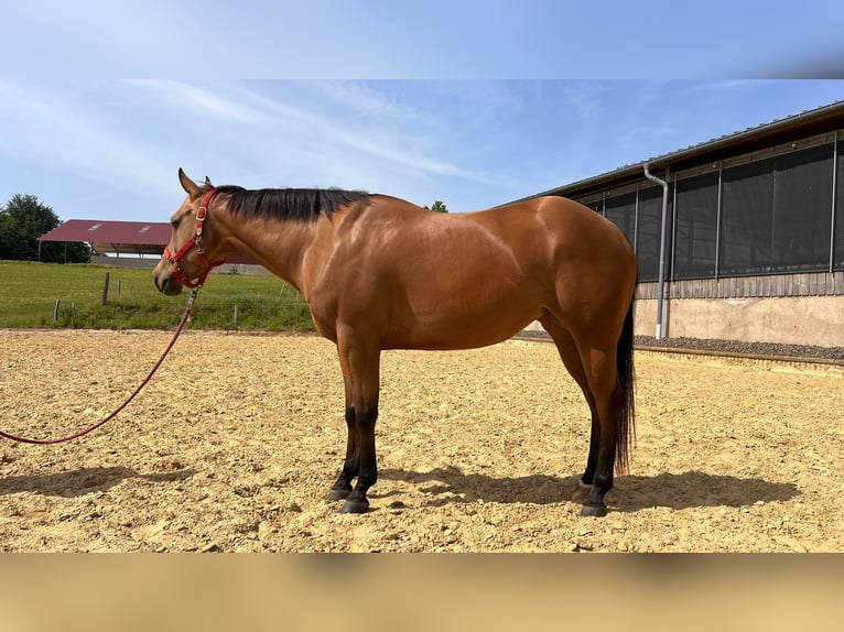 Caballo cuarto de milla Yegua 4 años 152 cm Buckskin/Bayo in WipperfürthWipperfürth