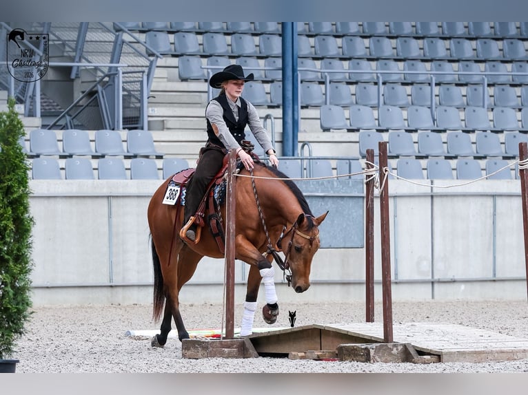 Caballo cuarto de milla Yegua 4 años 152 cm Buckskin/Bayo in WipperfürthWipperfürth