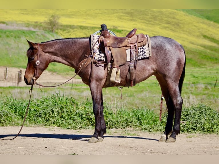 Caballo cuarto de milla Yegua 4 años 152 cm Castaño-ruano in Tres Pinos