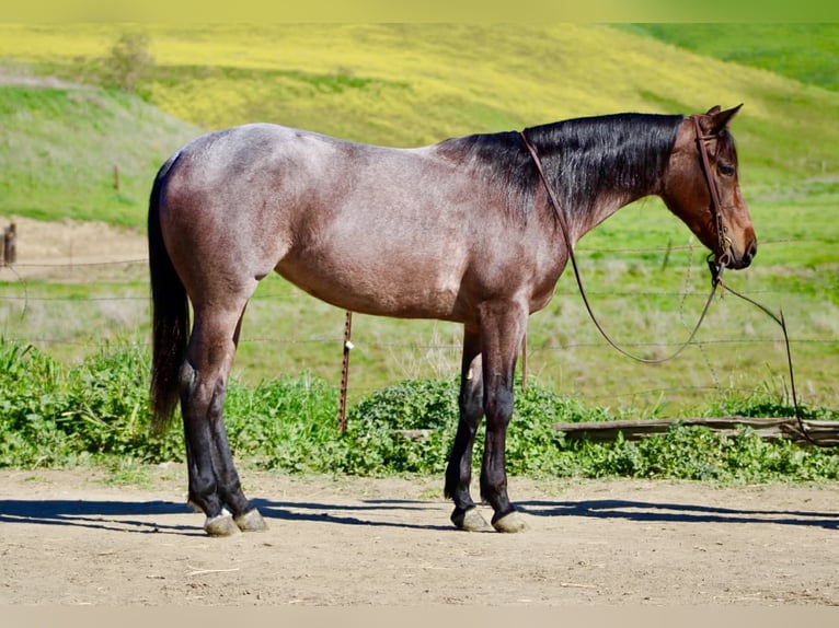 Caballo cuarto de milla Yegua 4 años 152 cm Castaño-ruano in Tres Pinos