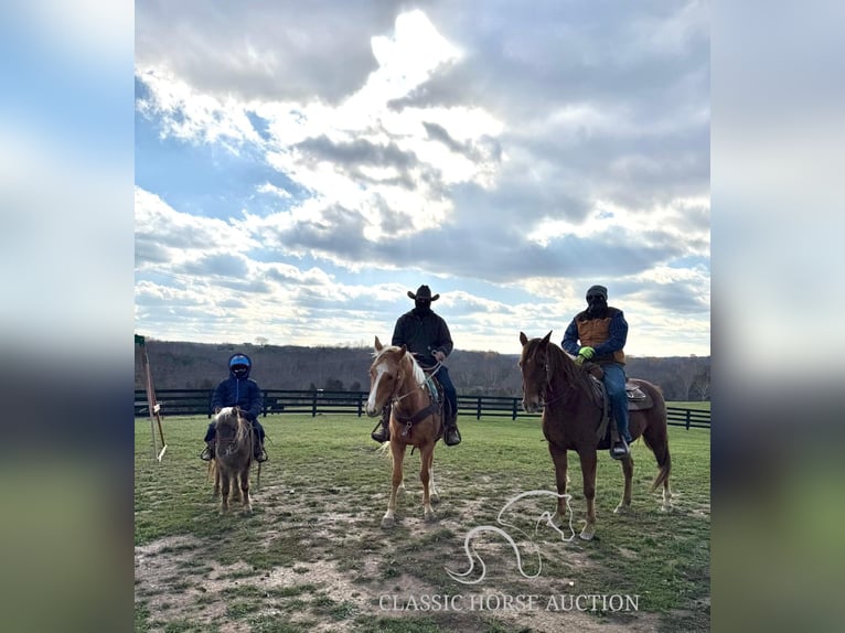 Caballo cuarto de milla Yegua 4 años 152 cm Palomino in Lawrenceburg, KY