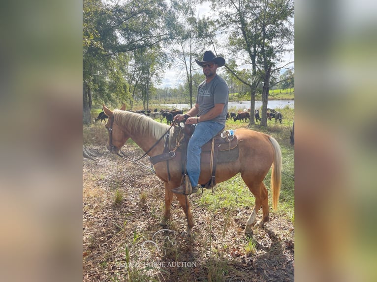 Caballo cuarto de milla Yegua 4 años 152 cm Palomino in Lawrenceburg, KY