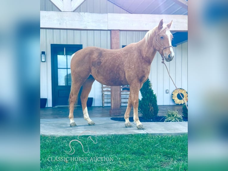 Caballo cuarto de milla Yegua 4 años 152 cm Palomino in Lawrenceburg, KY