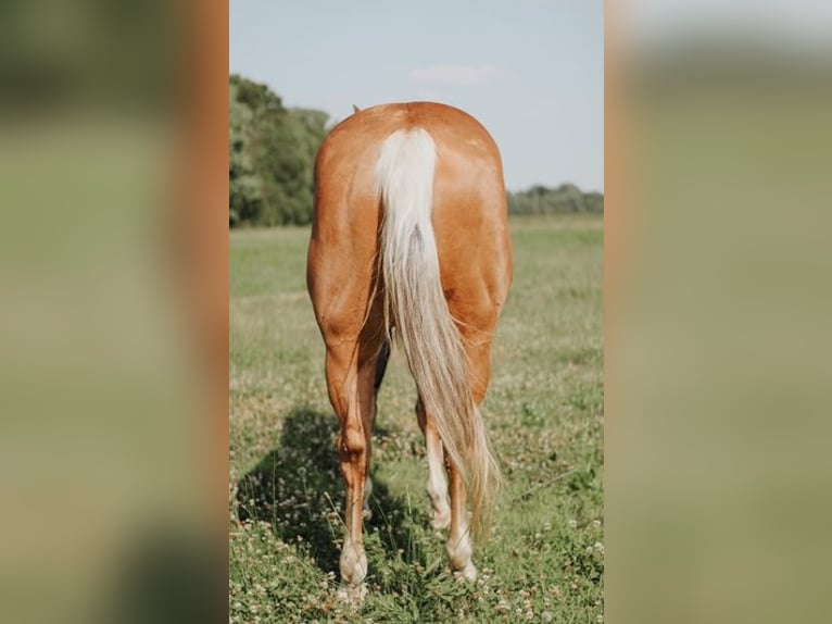 Caballo cuarto de milla Yegua 4 años 152 cm Palomino in Cheyenne