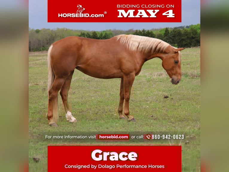 Caballo cuarto de milla Yegua 4 años 152 cm Palomino in Ripley