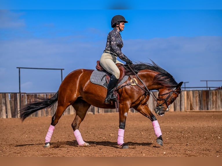 Caballo cuarto de milla Yegua 4 años 152 cm in Waco, TX