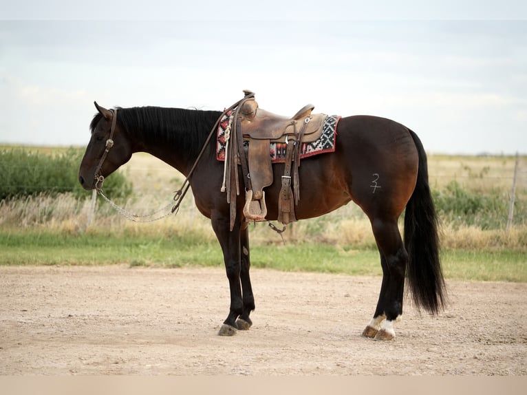 Caballo cuarto de milla Yegua 4 años 152 cm in Amarillo, TX