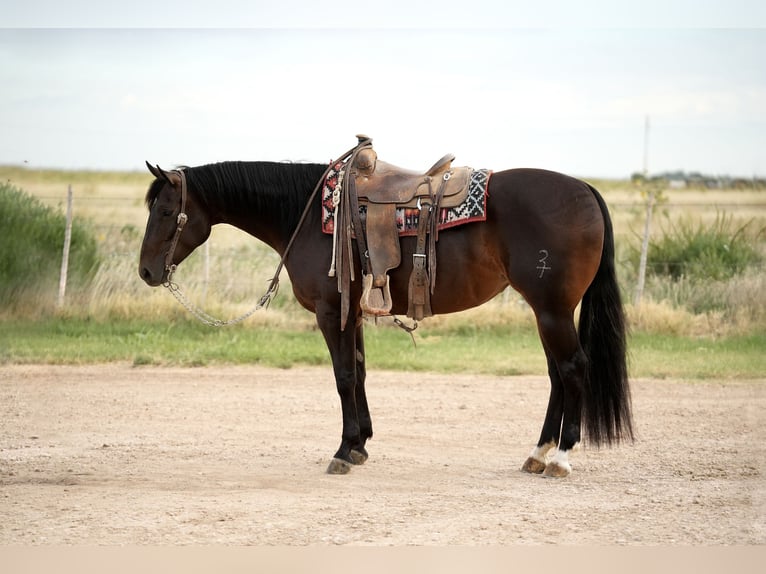 Caballo cuarto de milla Yegua 4 años 152 cm in Amarillo, TX