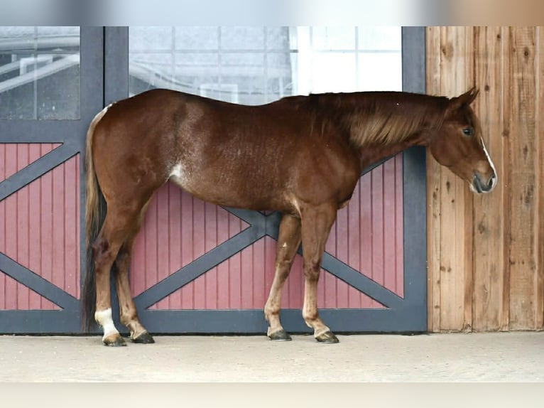 Caballo cuarto de milla Yegua 4 años 152 cm Ruano alazán in Rebersburg