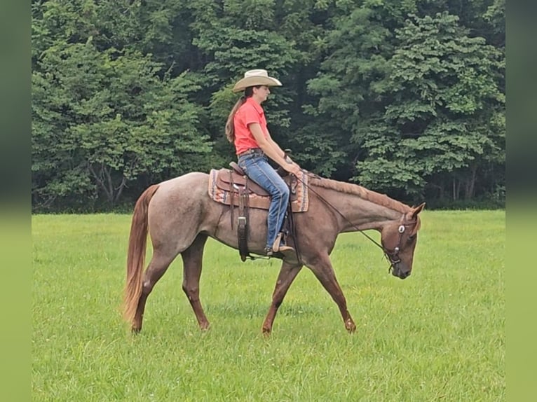 Caballo cuarto de milla Yegua 4 años 152 cm Ruano alazán in Robards, KY