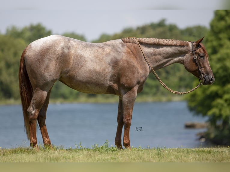 Caballo cuarto de milla Yegua 4 años 152 cm Ruano alazán in Robards, KY