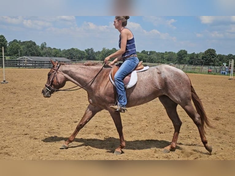 Caballo cuarto de milla Yegua 4 años 152 cm Ruano alazán in Robards, KY