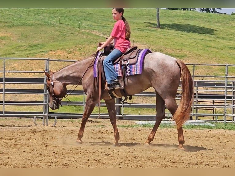 Caballo cuarto de milla Yegua 4 años 152 cm Ruano alazán in Robards, KY