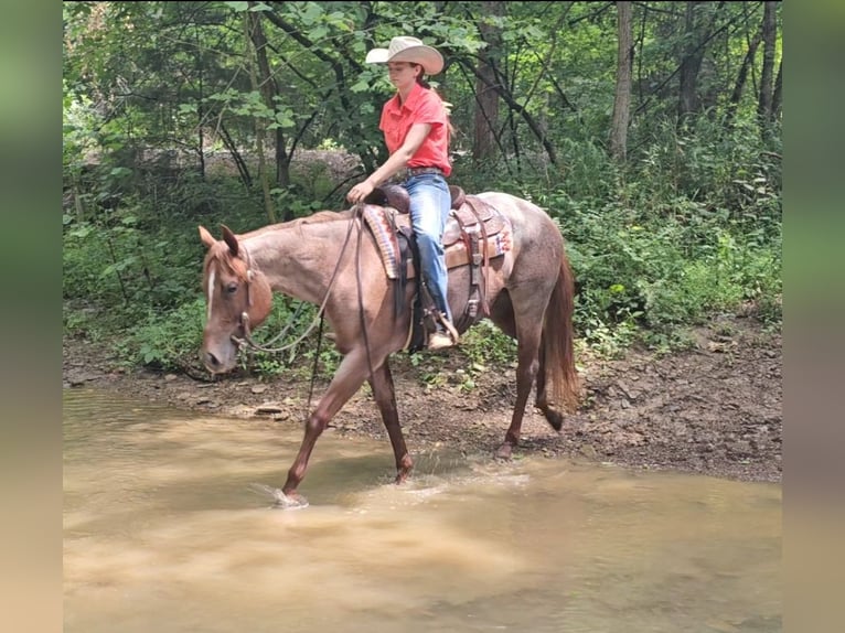 Caballo cuarto de milla Yegua 4 años 152 cm Ruano alazán in Robards, KY