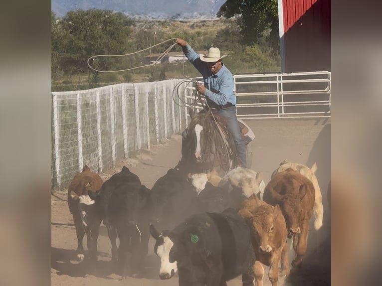 Caballo cuarto de milla Yegua 4 años 152 cm Ruano alazán in Belen
