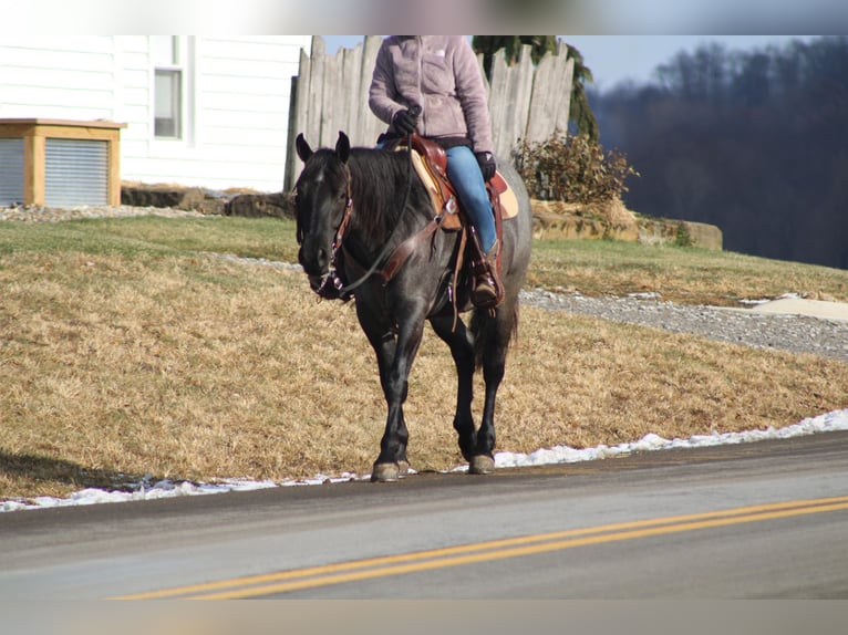 Caballo cuarto de milla Mestizo Yegua 4 años 152 cm Ruano azulado in Millersburg