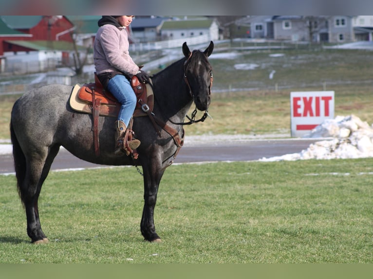 Caballo cuarto de milla Mestizo Yegua 4 años 152 cm Ruano azulado in Millersburg