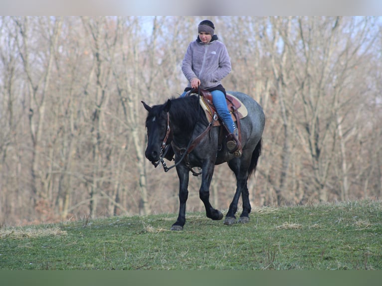 Caballo cuarto de milla Mestizo Yegua 4 años 152 cm Ruano azulado in Millersburg