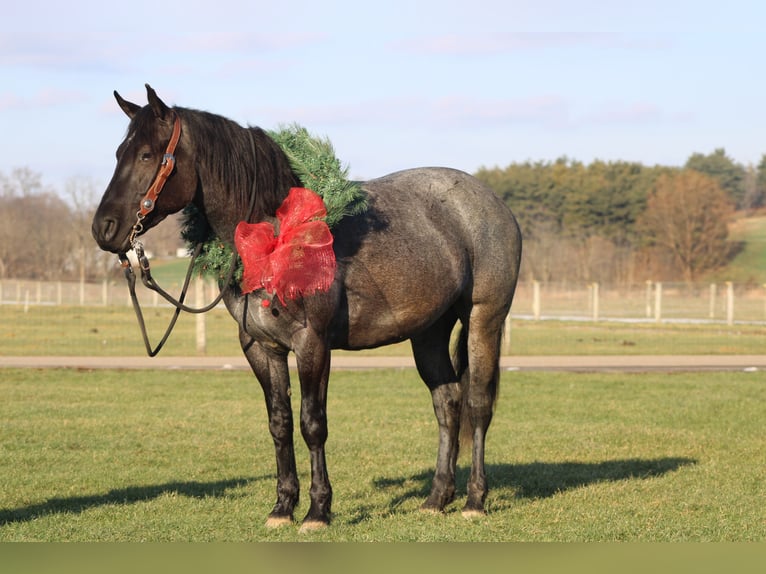 Caballo cuarto de milla Mestizo Yegua 4 años 152 cm Ruano azulado in Millersburg