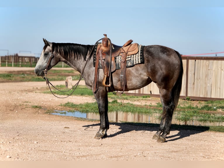 Caballo cuarto de milla Yegua 4 años 152 cm Tordo in Amarillo