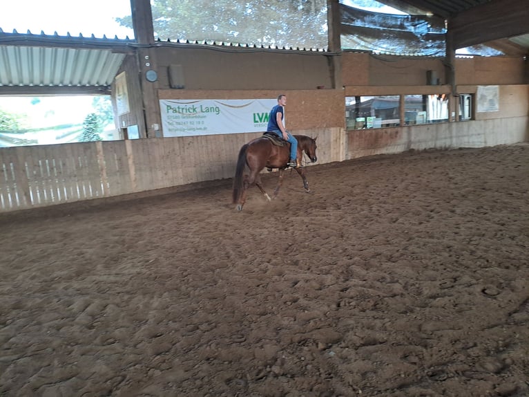 Caballo cuarto de milla Yegua 4 años 153 cm Alazán-tostado in Enspel