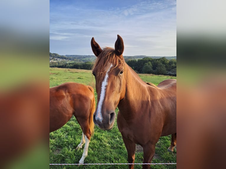 Caballo cuarto de milla Yegua 4 años 153 cm Alazán-tostado in Enspel