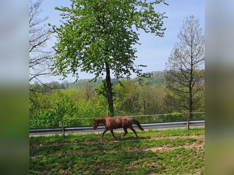 Caballo cuarto de milla Yegua 4 años 153 cm Alazán-tostado in Enspel