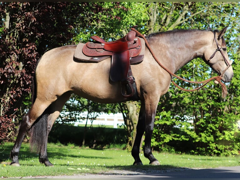 Caballo cuarto de milla Mestizo Yegua 4 años 153 cm Buckskin/Bayo in Oberhausen