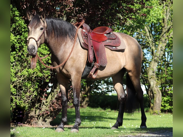 Caballo cuarto de milla Mestizo Yegua 4 años 153 cm Buckskin/Bayo in Oberhausen