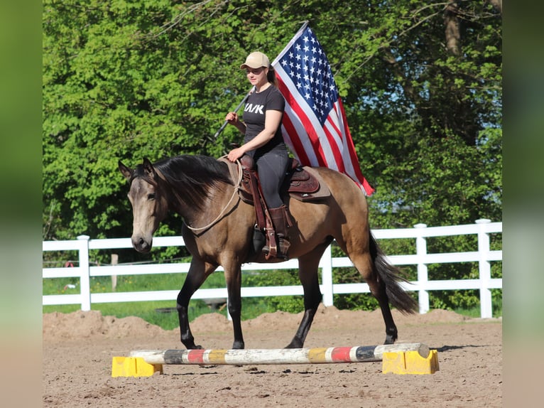Caballo cuarto de milla Mestizo Yegua 4 años 153 cm Buckskin/Bayo in Oberhausen