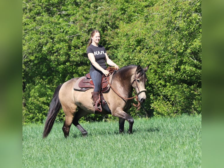 Caballo cuarto de milla Mestizo Yegua 4 años 153 cm Buckskin/Bayo in Oberhausen