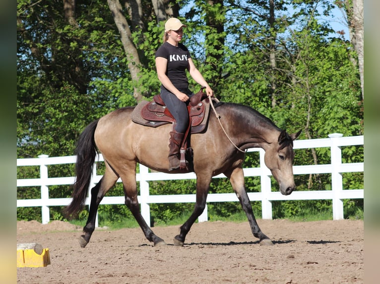 Caballo cuarto de milla Mestizo Yegua 4 años 153 cm Buckskin/Bayo in Oberhausen