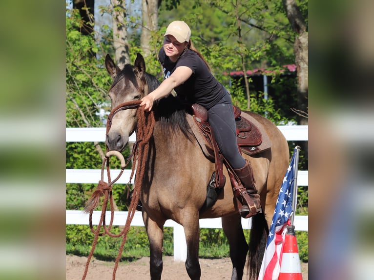 Caballo cuarto de milla Mestizo Yegua 4 años 153 cm Buckskin/Bayo in Oberhausen