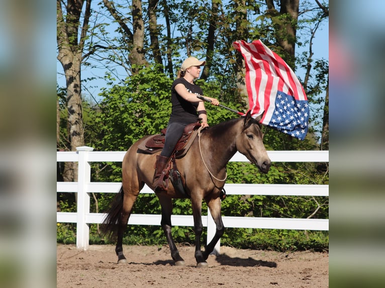 Caballo cuarto de milla Mestizo Yegua 4 años 153 cm Buckskin/Bayo in Oberhausen