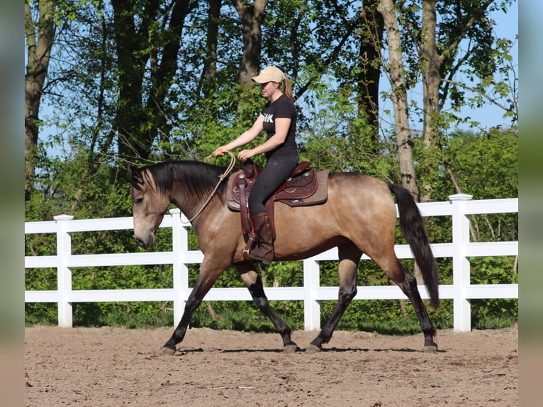 Caballo cuarto de milla Mestizo Yegua 4 años 153 cm Buckskin/Bayo in Oberhausen