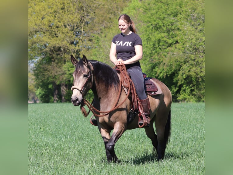 Caballo cuarto de milla Mestizo Yegua 4 años 153 cm Buckskin/Bayo in Oberhausen