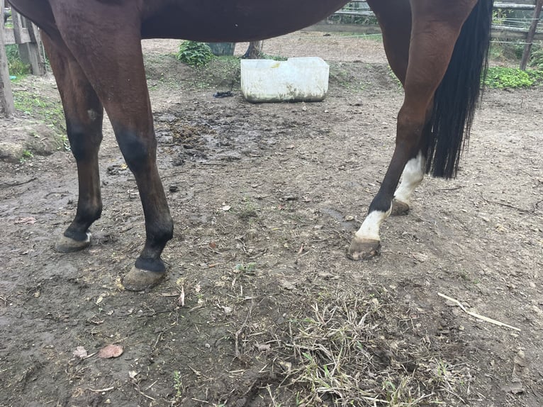 Caballo cuarto de milla Yegua 4 años 153 cm Castaño in GangeltGangelt