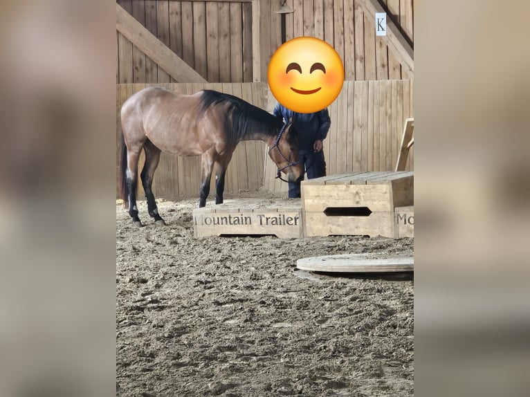 Caballo cuarto de milla Yegua 4 años 153 cm Castaño-ruano in Freystadt