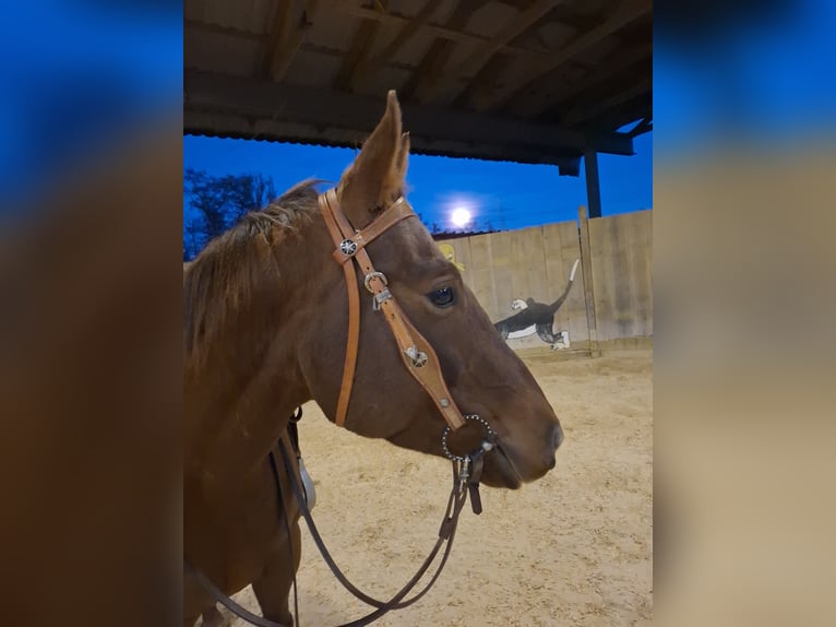 Caballo cuarto de milla Yegua 4 años 155 cm Alazán in Ottenhofen